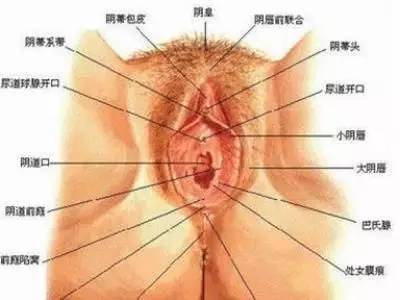 阴蒂大小影响性能力？让人为之疯狂的阴蒂你了解吗
