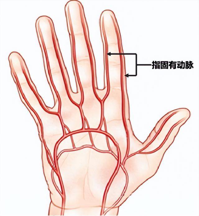 人活多久看手背血管就知道血管若有这6个特征恭喜你身体还算健康