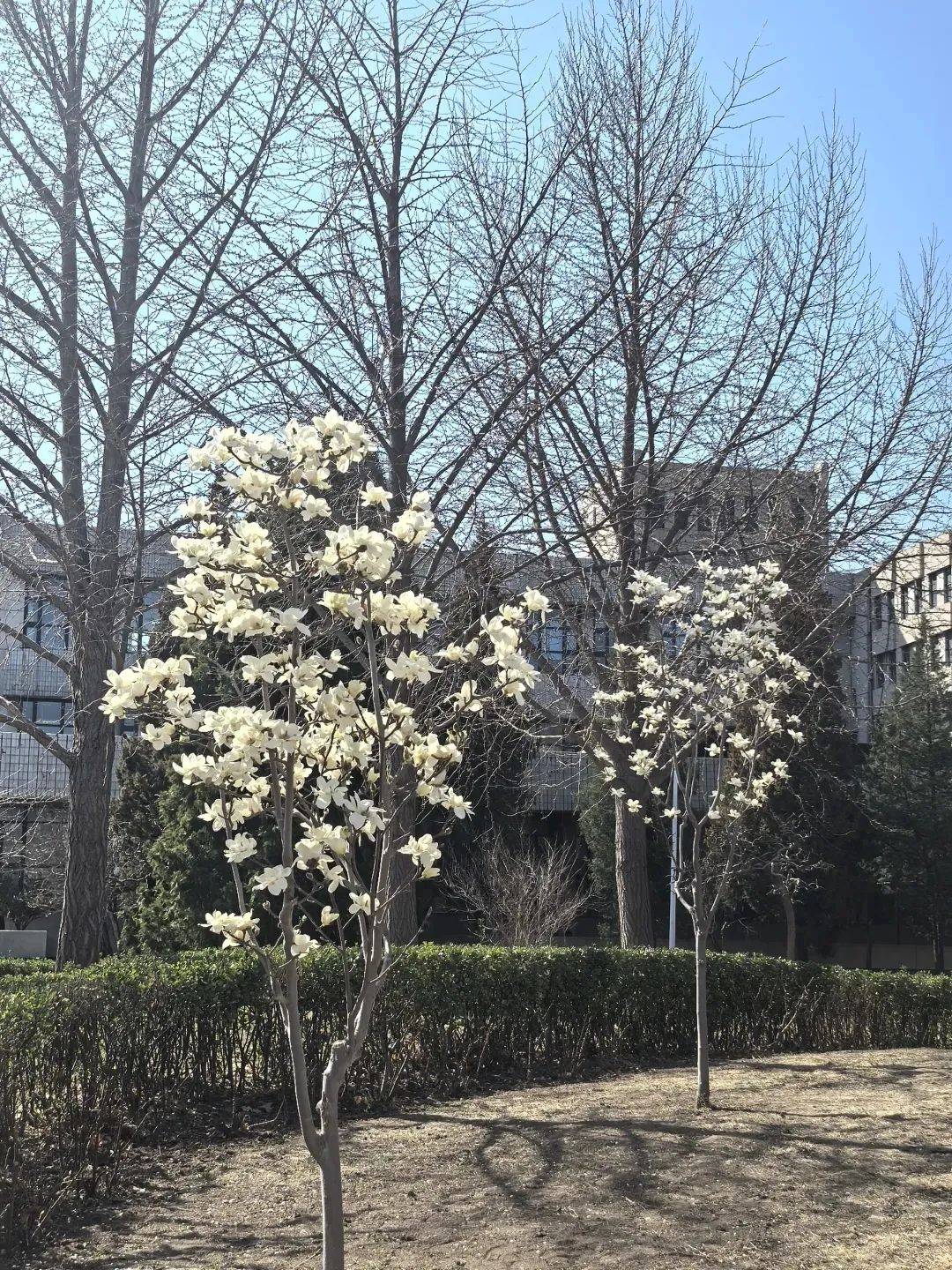 高大的白玉兰树格外显眼花朵洁白如玉像优雅的芭蕾舞演员高高站在枝头每