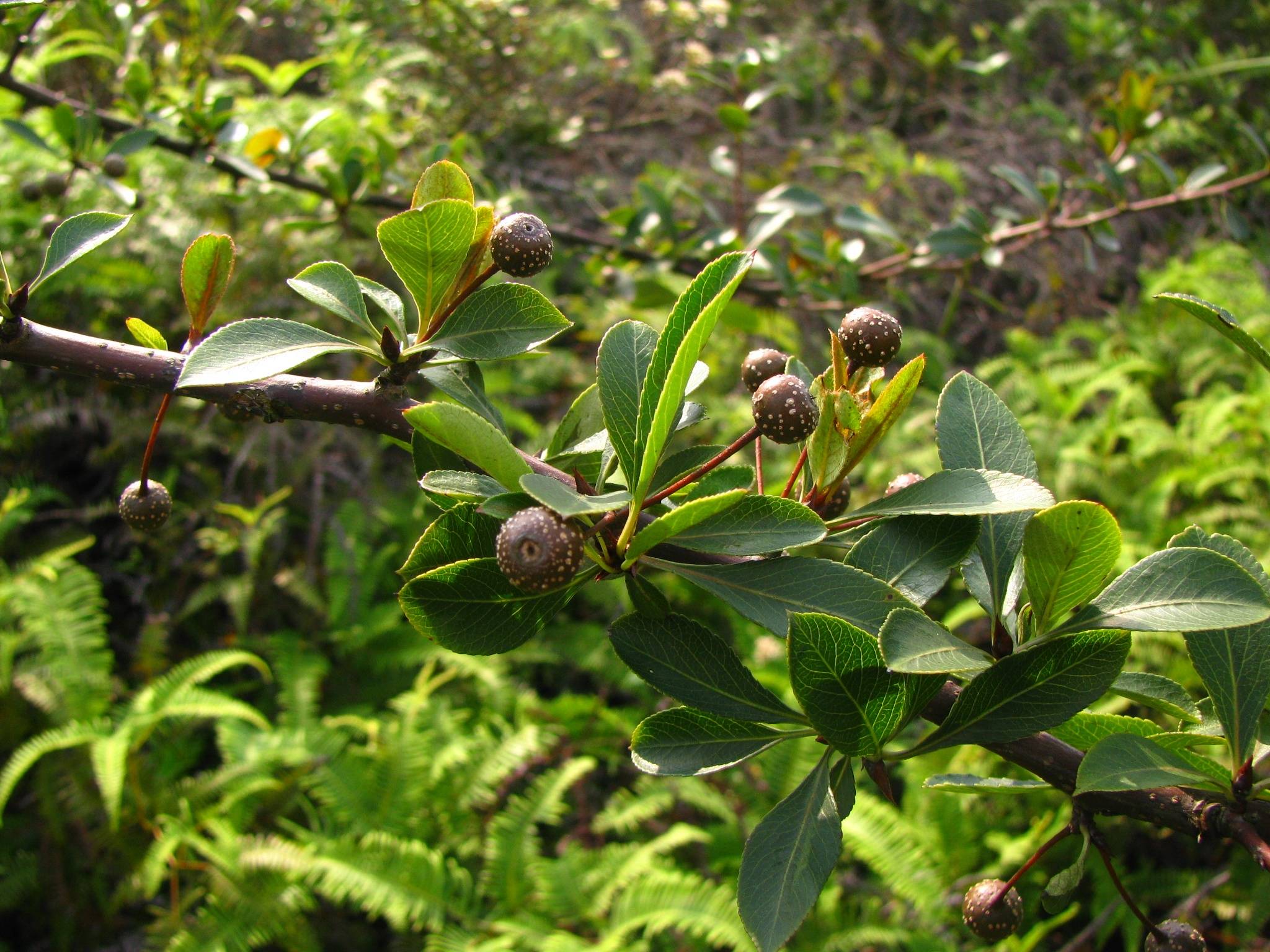 广东丹霞山发现新物种