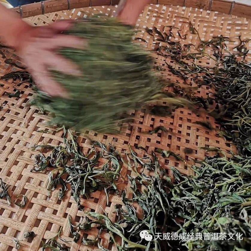 【普洱入门】揉捻篇_茶叶_工序_农药