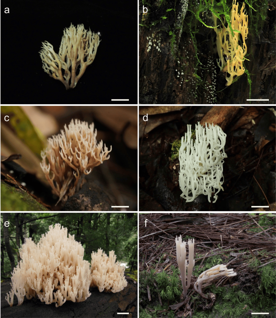 高黎贡山发现大型真菌新物种