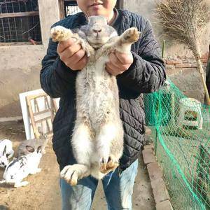 兔子怎么养才好?超全方法与技巧,让养兔变得简单又有趣_繁殖_环境_营养