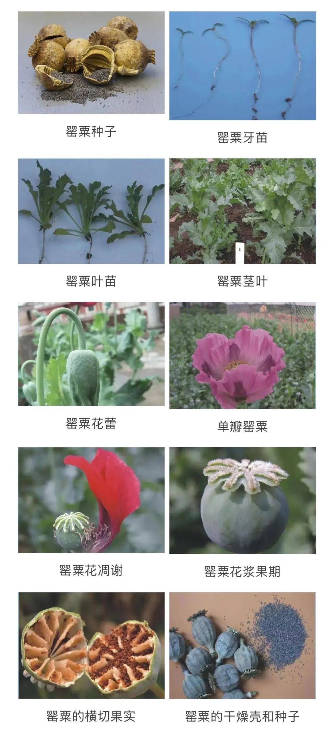 罂生长的各个阶段并依法对种植人行政处罚当即铲除了35株罂粟禁毒大队