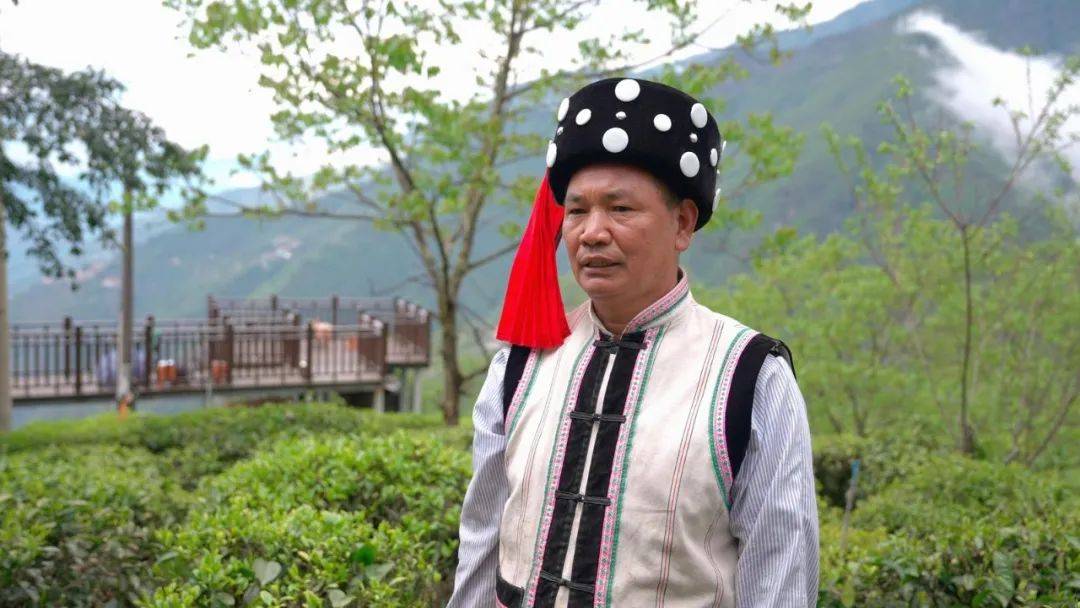 福贡：万亩春泛亚电竞下载茶采摘忙(图2)