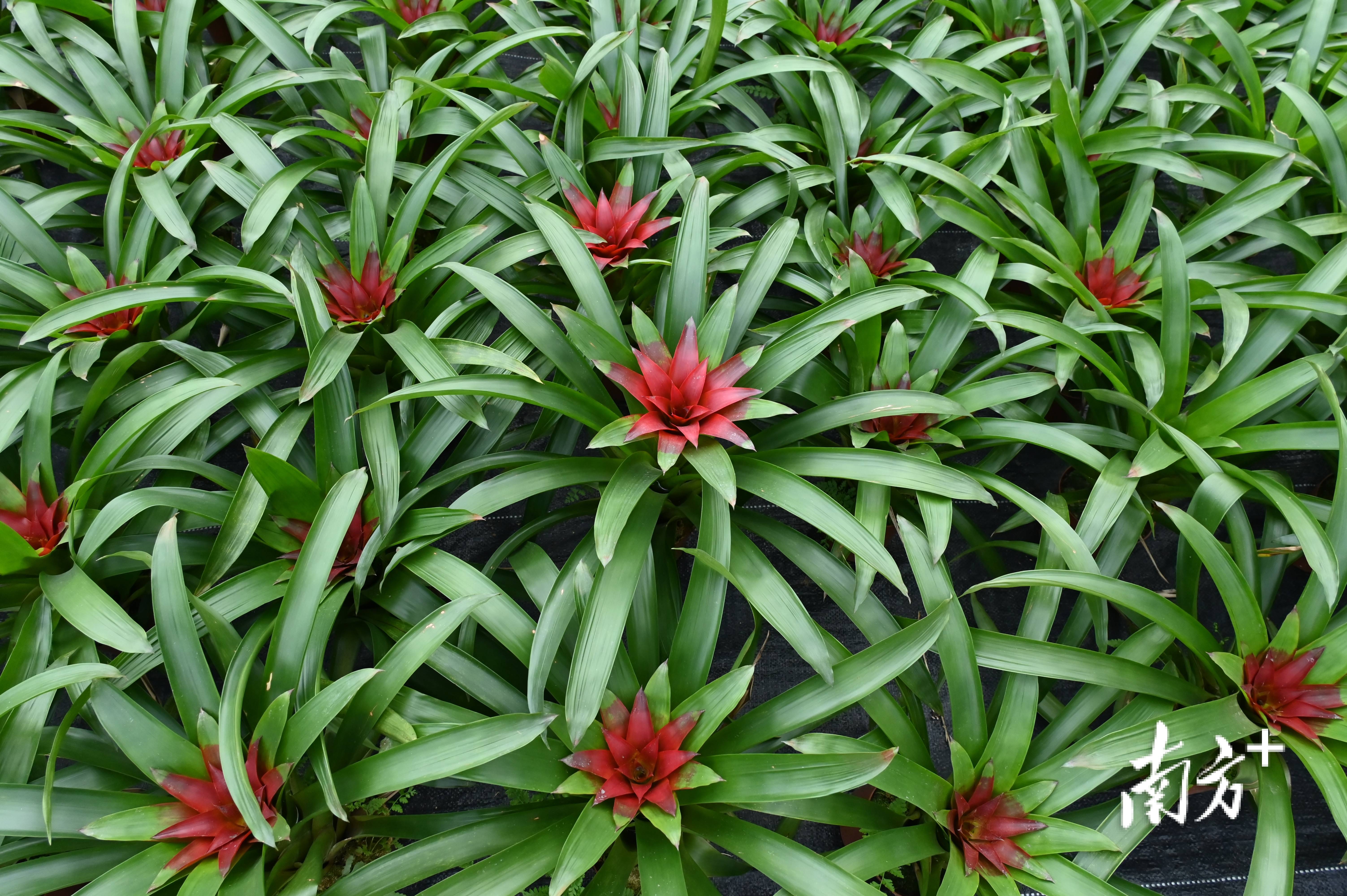 阳山这里凤梨花似海,为村集体经济锦上添"花"