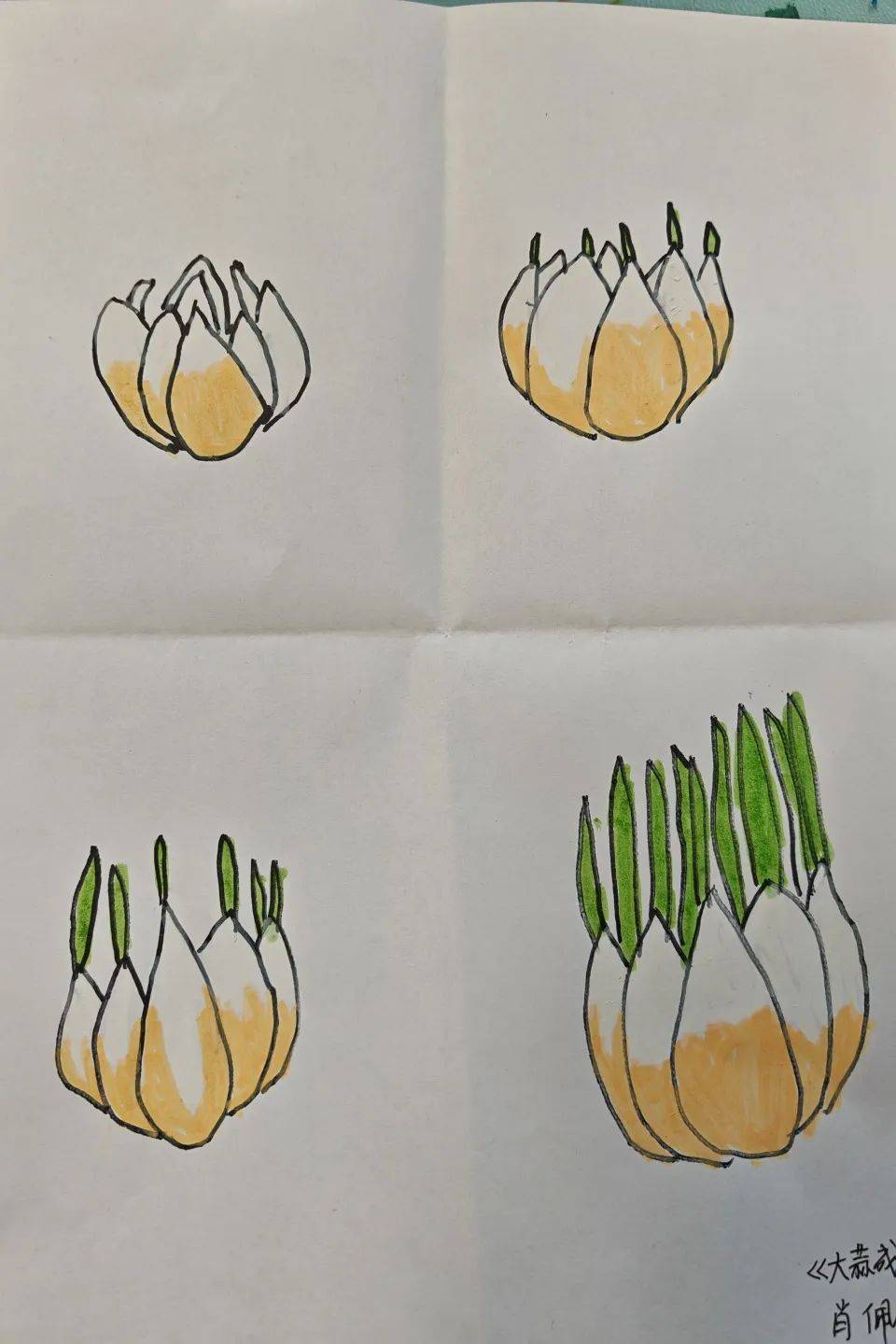 通过一段时间的观察,小朋友们还给大蒜画了一份成长日记了,记录得可真