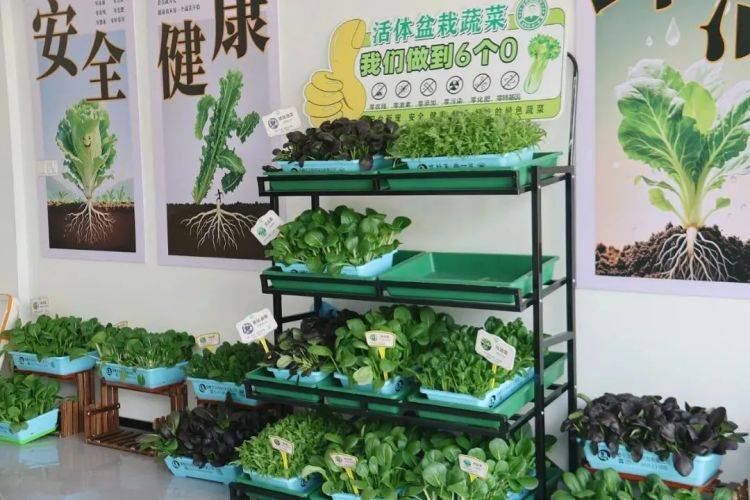 M6米乐入口蔬菜盆栽成“春季爆品”月卖60000盒(图1)