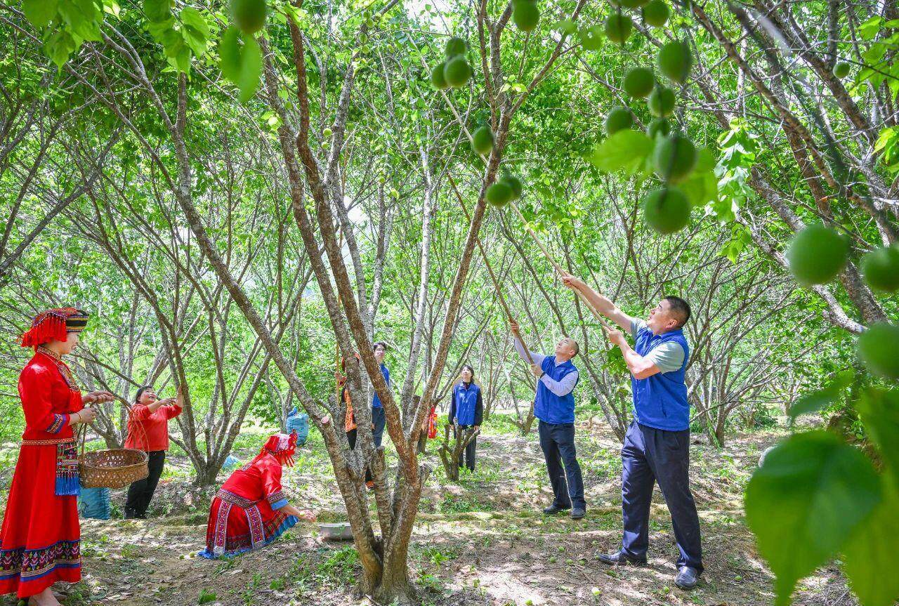 阳春市:集种植,加工,观光于一体,春湾青梅产业链逐步延伸
