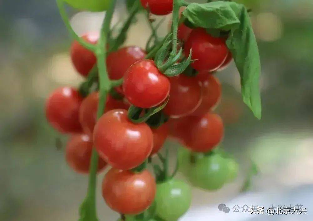 10大品牌蔬菜亮相大兴蔬菜产业上大分(图3)