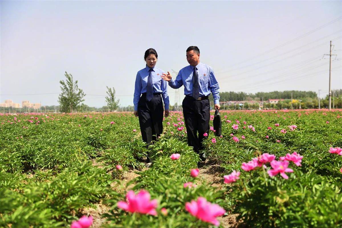 亳州检察大数据赋能守护“亳白芍”“亳菊”地理标志(图1)