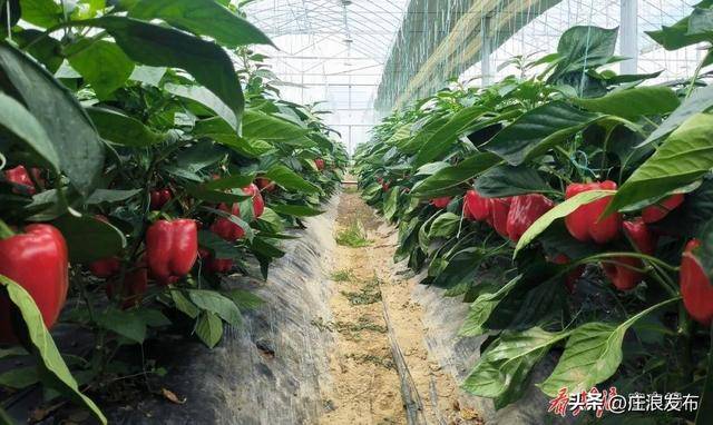 M6米乐登录庄浪：大棚蔬菜产销两旺(图2)