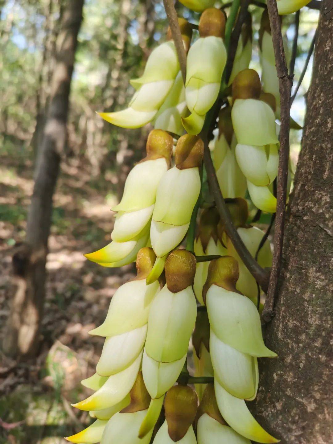 禾雀花摄影大赛开奖了!看看你的作品入选没