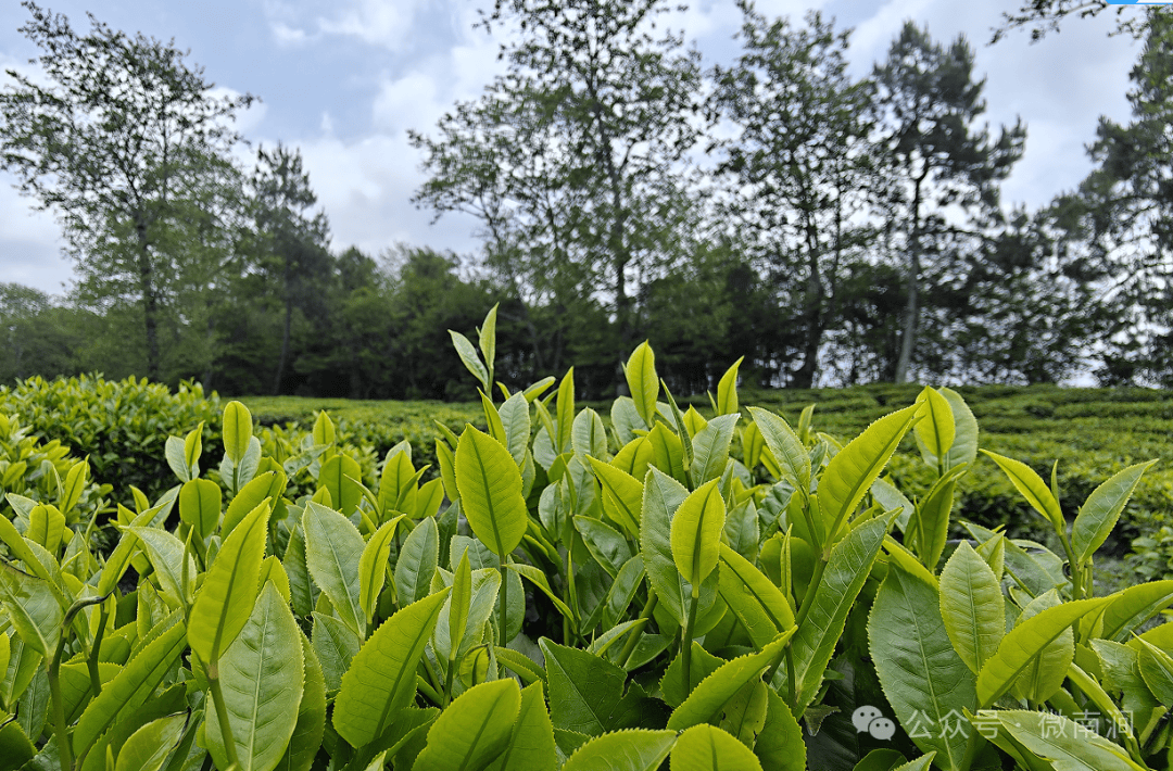 小湾东镇：春茶收尾 茶农的钱包雷火竞技入口鼓了(图3)