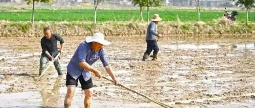 陈明华|稻蔀子·烧包子·拔稗子_秧苗_秧田_稻草