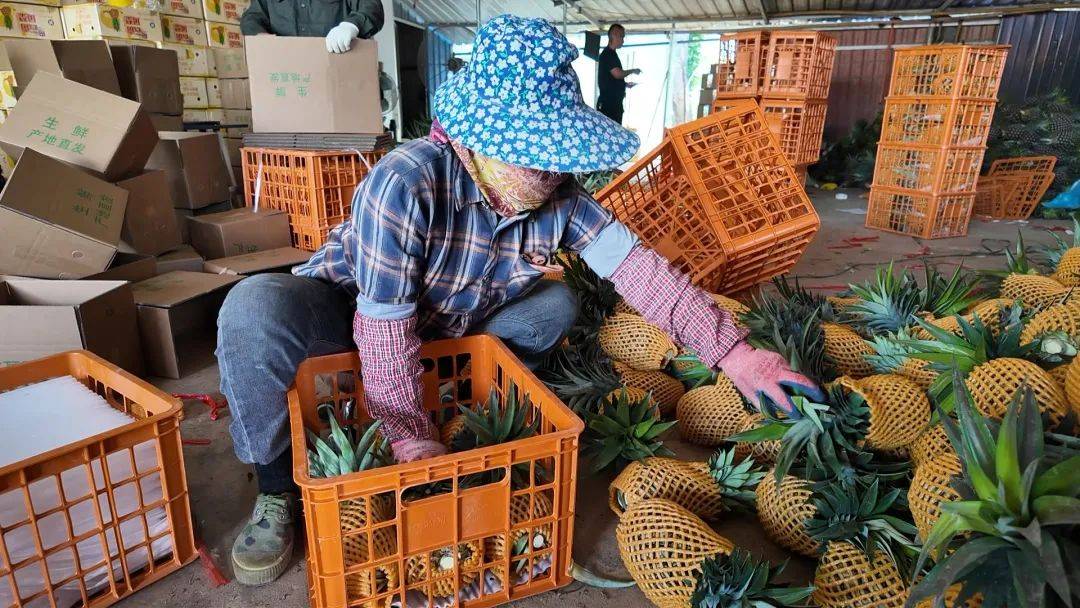 开云体育网址景洪经济眼丨景洪凤梨：“致富果”铺就“甜蜜蜜”致富路(图10)
