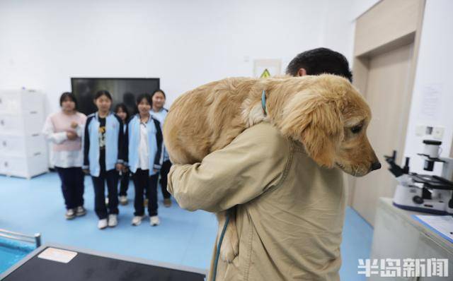 宠物美容进入JN江南app职校课堂毕业后成为高级技工(图2)