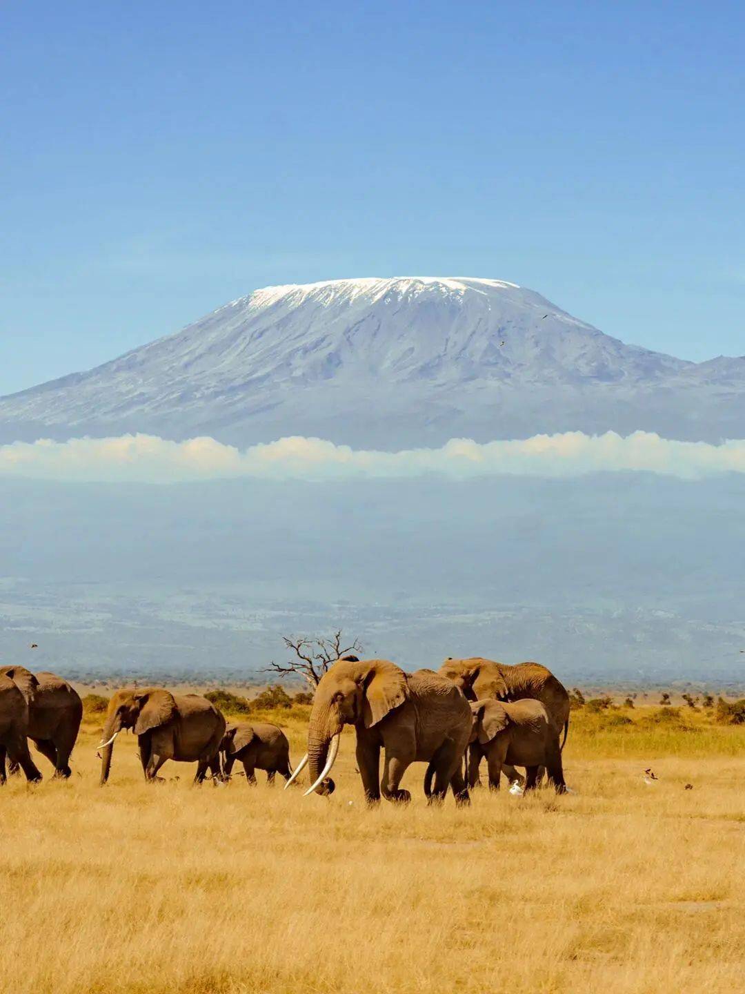 肯尼亚8天7晚野性浪漫