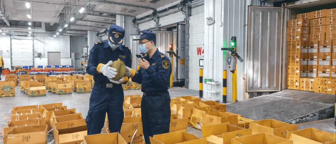 开云体育1600吨榴莲到了预计本月中下旬降价(图2)