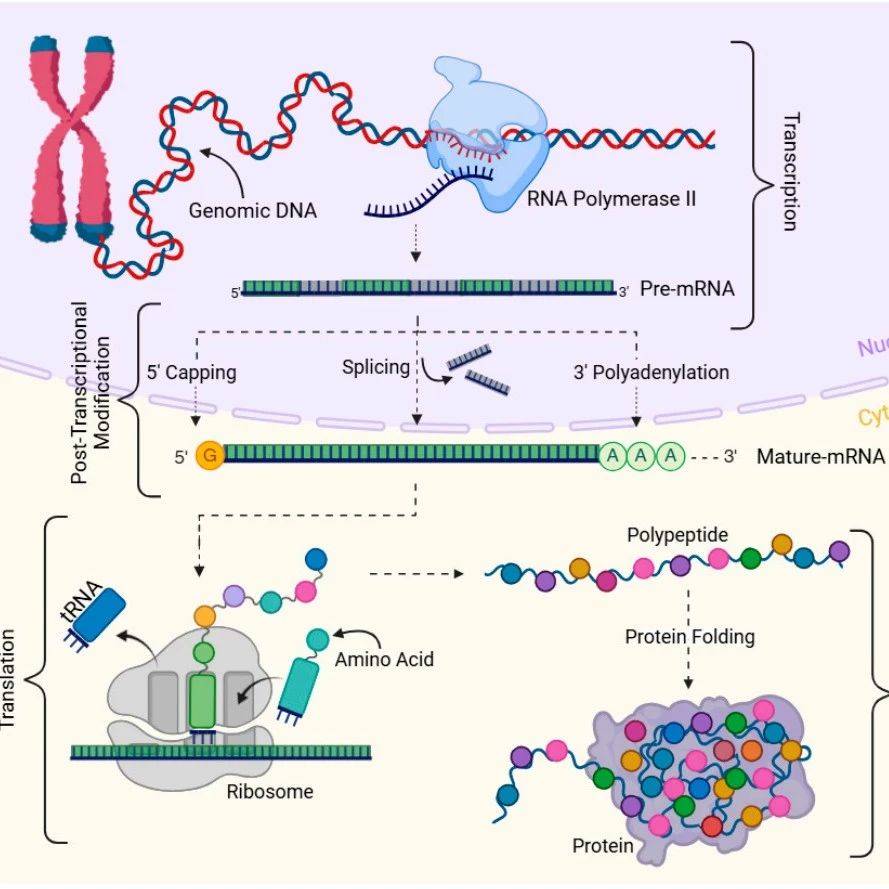 深度揭秘：mRNA 转录变体的形成、功能与疾病关联_起始_基因_过程