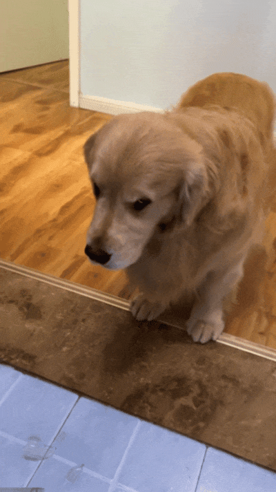 狗子打碎主人的化妆品拿全部身家来赔,谁知这小小化妆品竟那么贵,狗