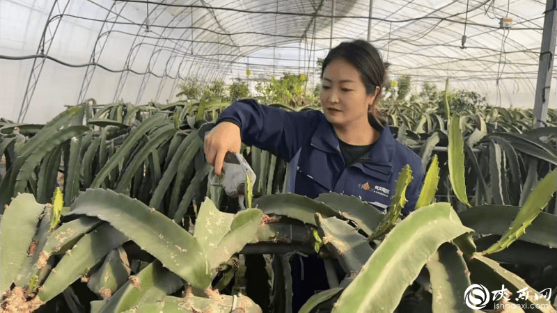 北纬31°39°的热开云体育入口带奇迹(图4)