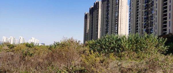 招标启动!南京2条重磅地铁很快开通,江宁核心区地铁口再添低密宅地_地块_龙湾_规划