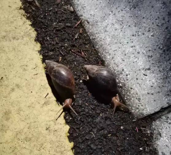 雨后大量出现,广州街坊:一墙都是看得头皮发麻……提醒:不要碰也不要吃! 雨后大量出现,广州街坊:一墙都是看得头皮发麻……提醒:不要碰也不要吃!