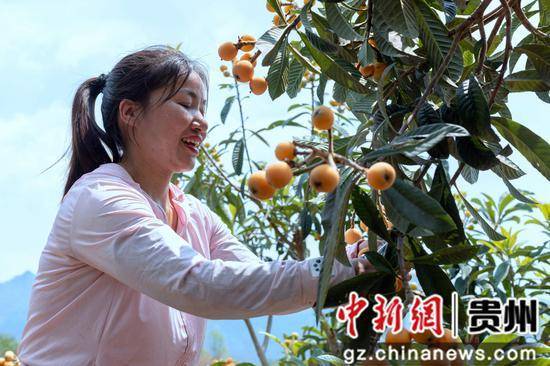 开云体育登录贵州罗甸：枇杷飘香挂枝头 金果盈枝富农家