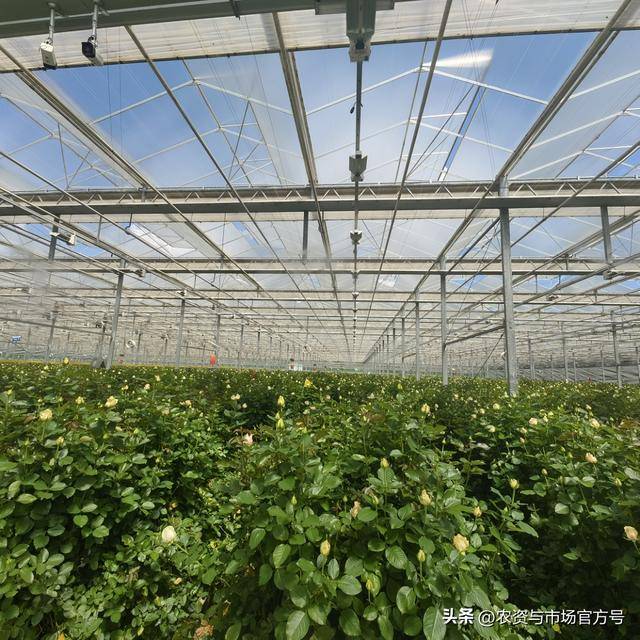 云南省农资经销商_安喜农业温室花卉解决方案_云南鲜切花市场