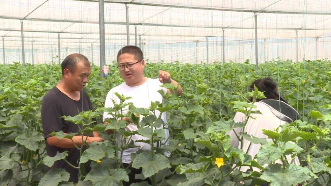 开云体育官网弥渡：蔬菜畅销 农民增收(图4)
