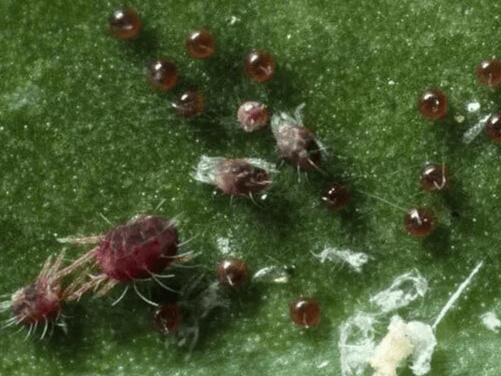 叶片的隐形杀手——红蜘蛛