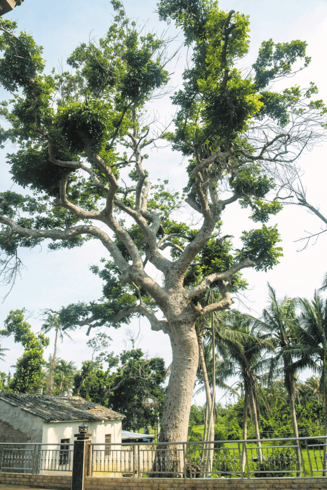 5月8日,在美兰区三江镇方政坡村,一棵树冠如盖的乌榄古树静静矗立