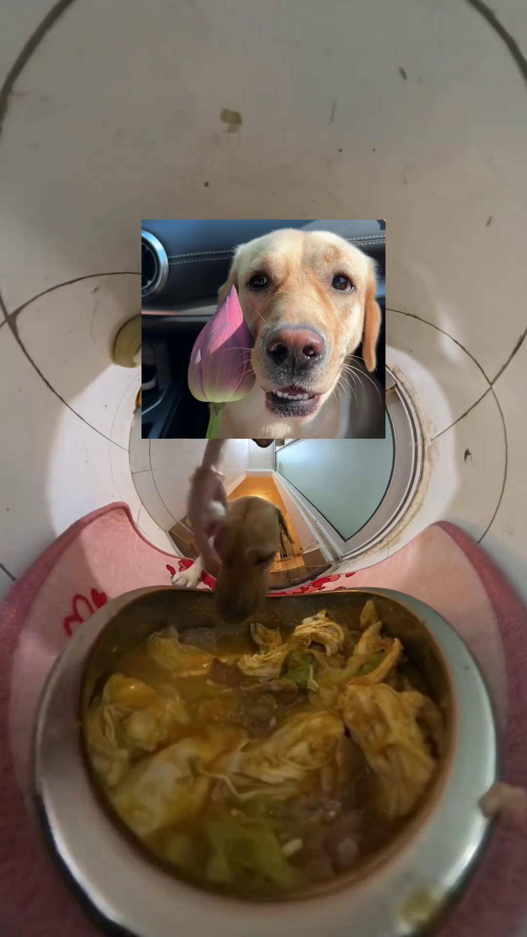 俺老猪来也 可太香了干饭狗的日常 萌宠日常记录 拉布拉多