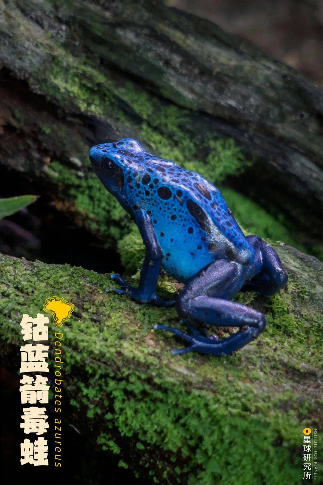 巴西代表动物