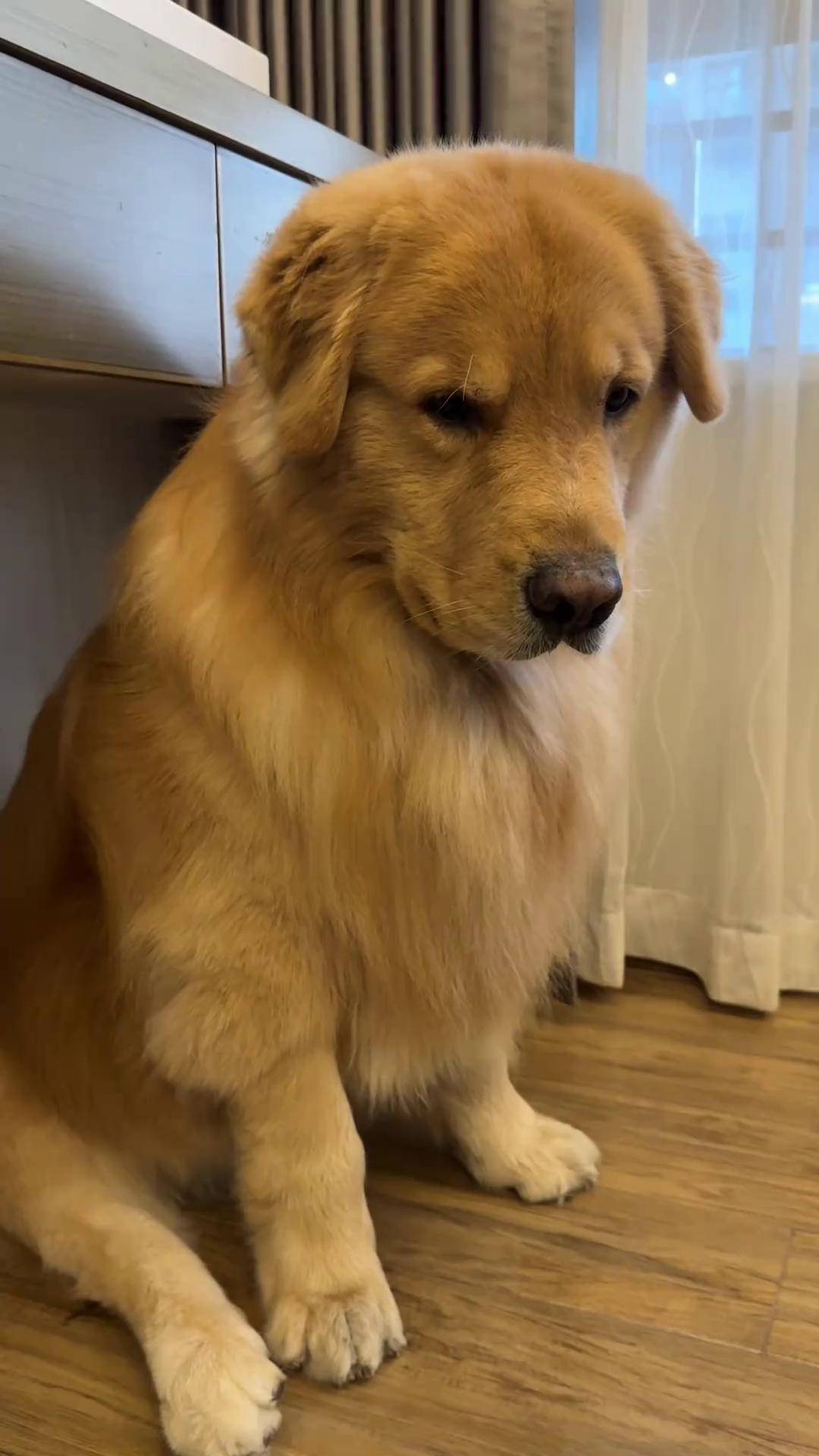 委屈小狗萌宠出道计划 萌宠日常记录 金毛