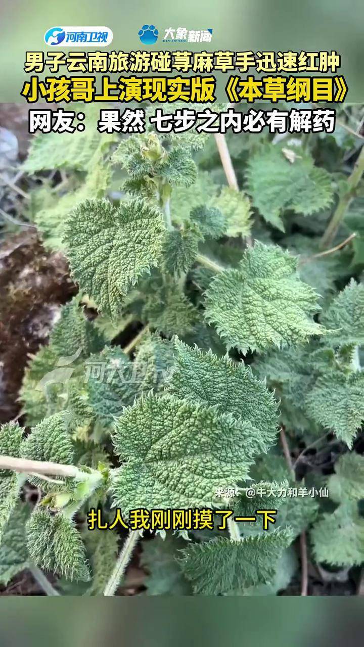 男子云南旅游碰荨麻草手迅速红肿