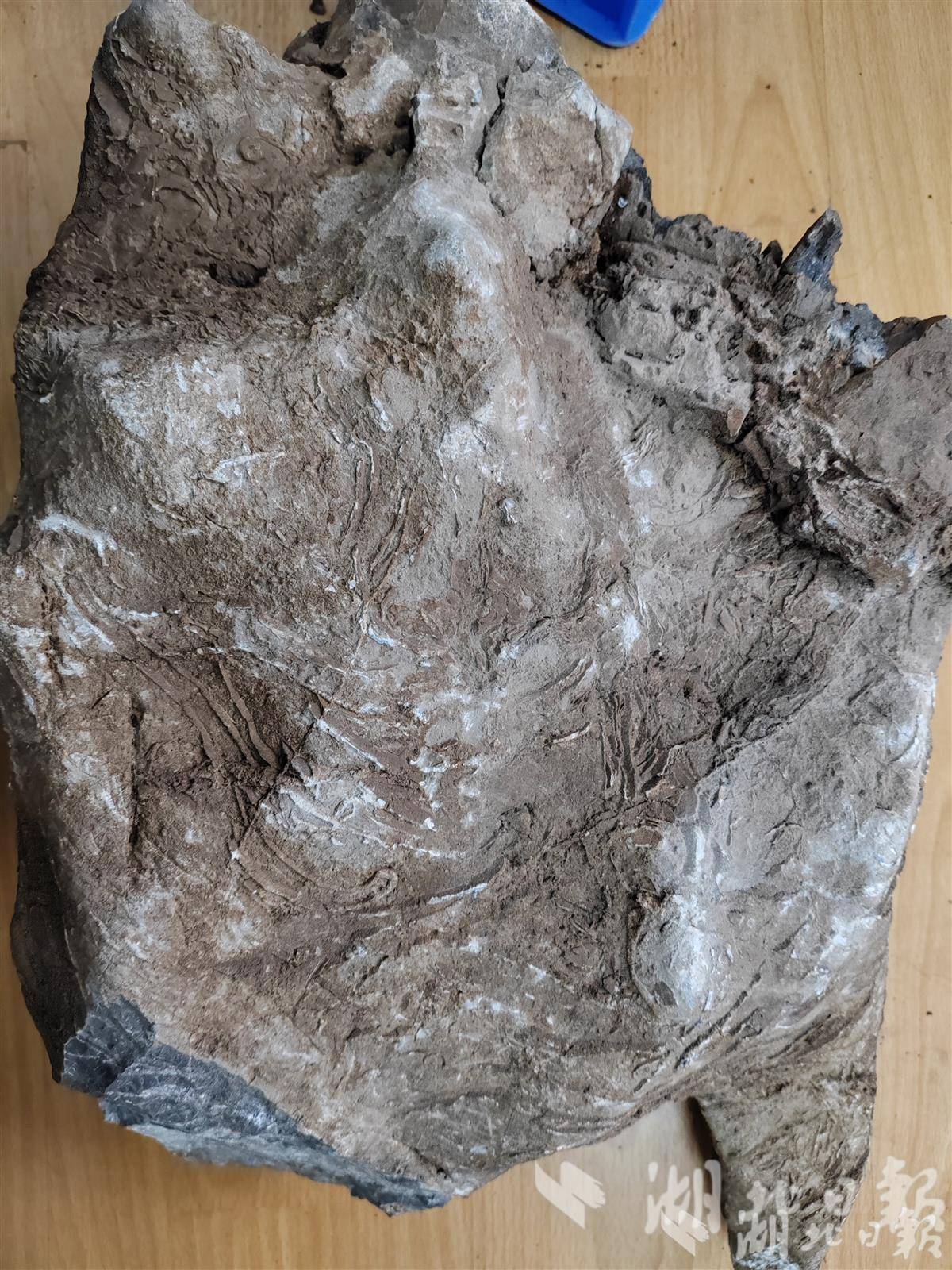因其个体壳体可达1米长而得名是一种巨大的贝壳生物类似现在的砗磲