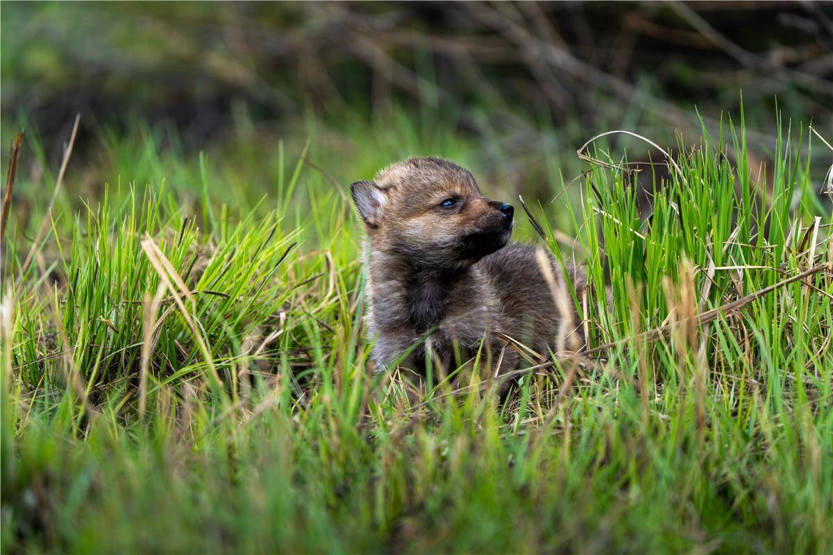 狼宝宝撒欢儿草原 见证草原生态向好