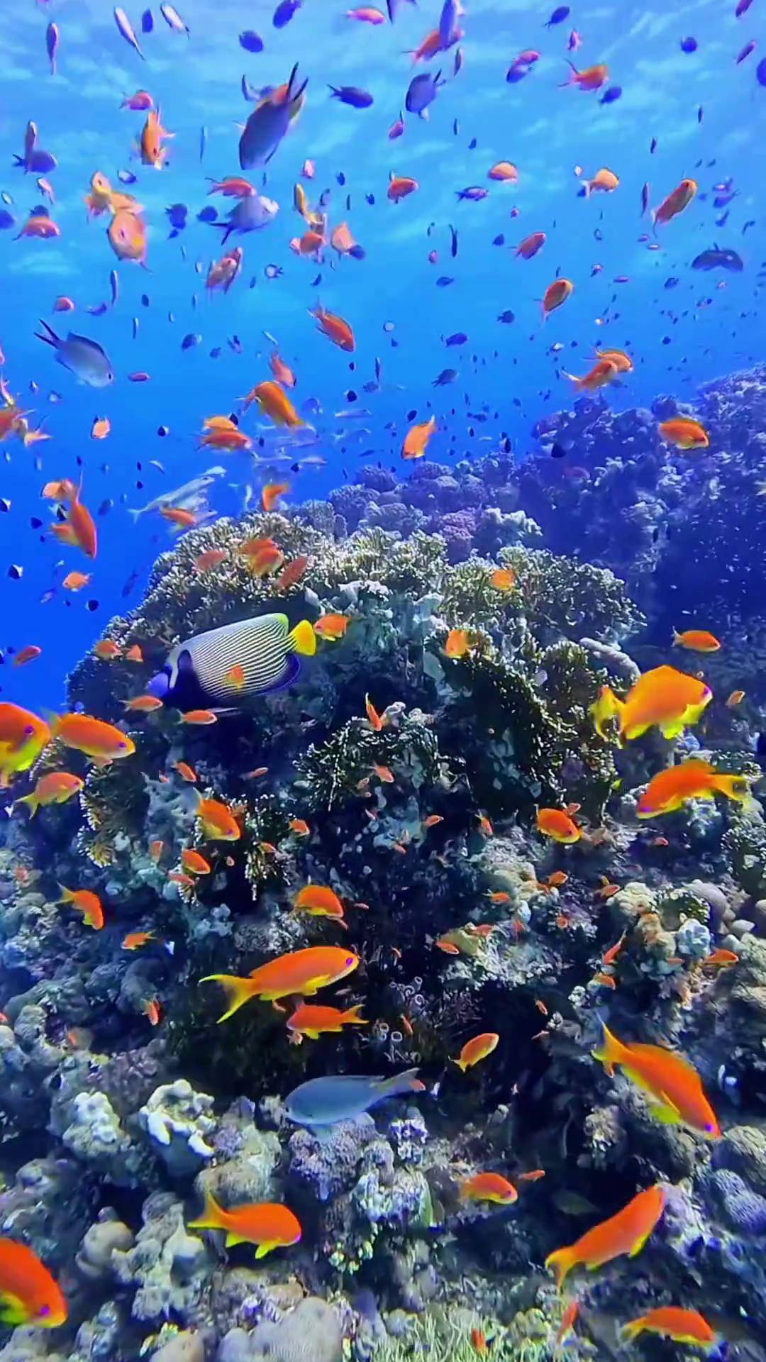 一起看看海底世界奇妙的海洋生物蓝色治愈系