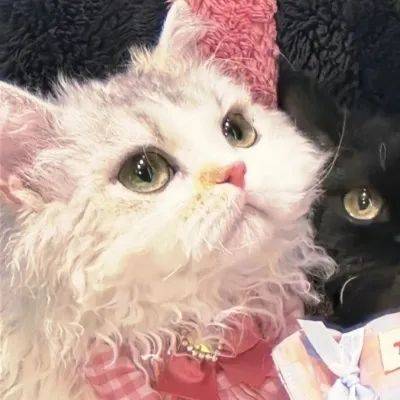 超萌宠物情侣头像,一对两张,左右相伴!