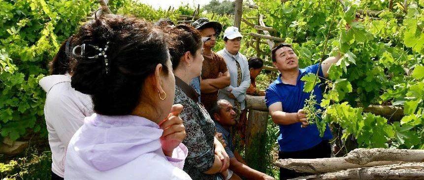 【乡村振兴】科技赋能乡村振兴 田间课堂助力果农增收_阿图什市_种植_周龙