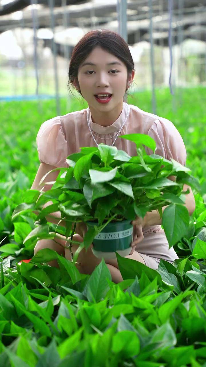 绿萝 懒人的绿植的首选,给生活一点自然呼吸室内盆栽 净化空气 第一口