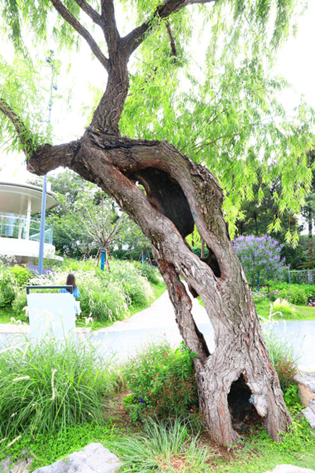 南京"树坚强"空心柳树仍枝繁叶茂