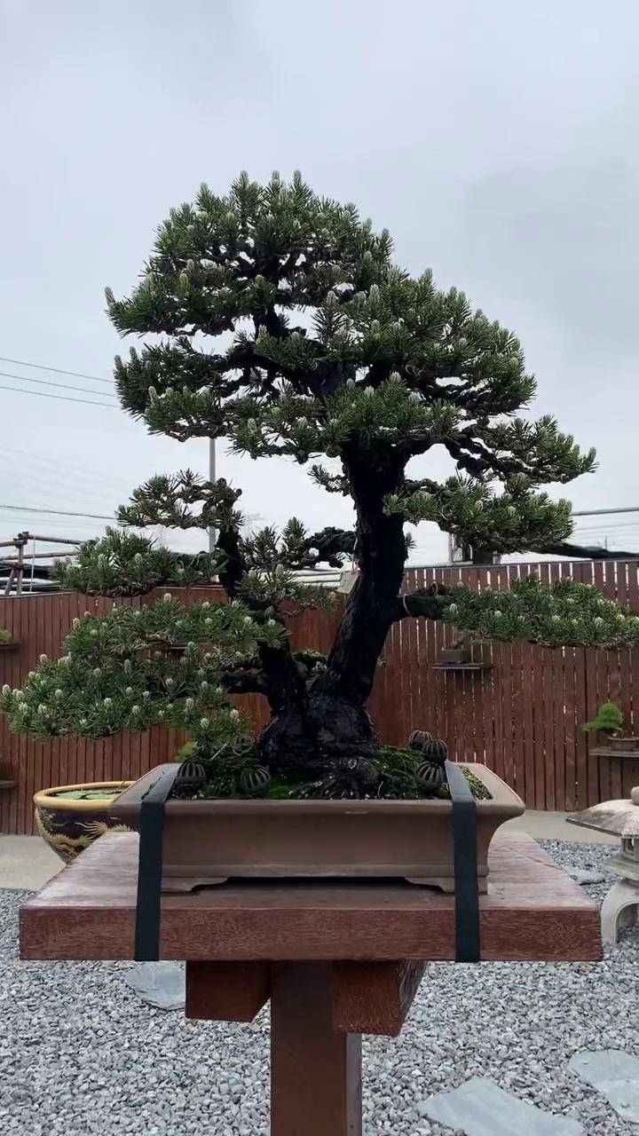 双杆松树盆景黑松 盆景 五针松