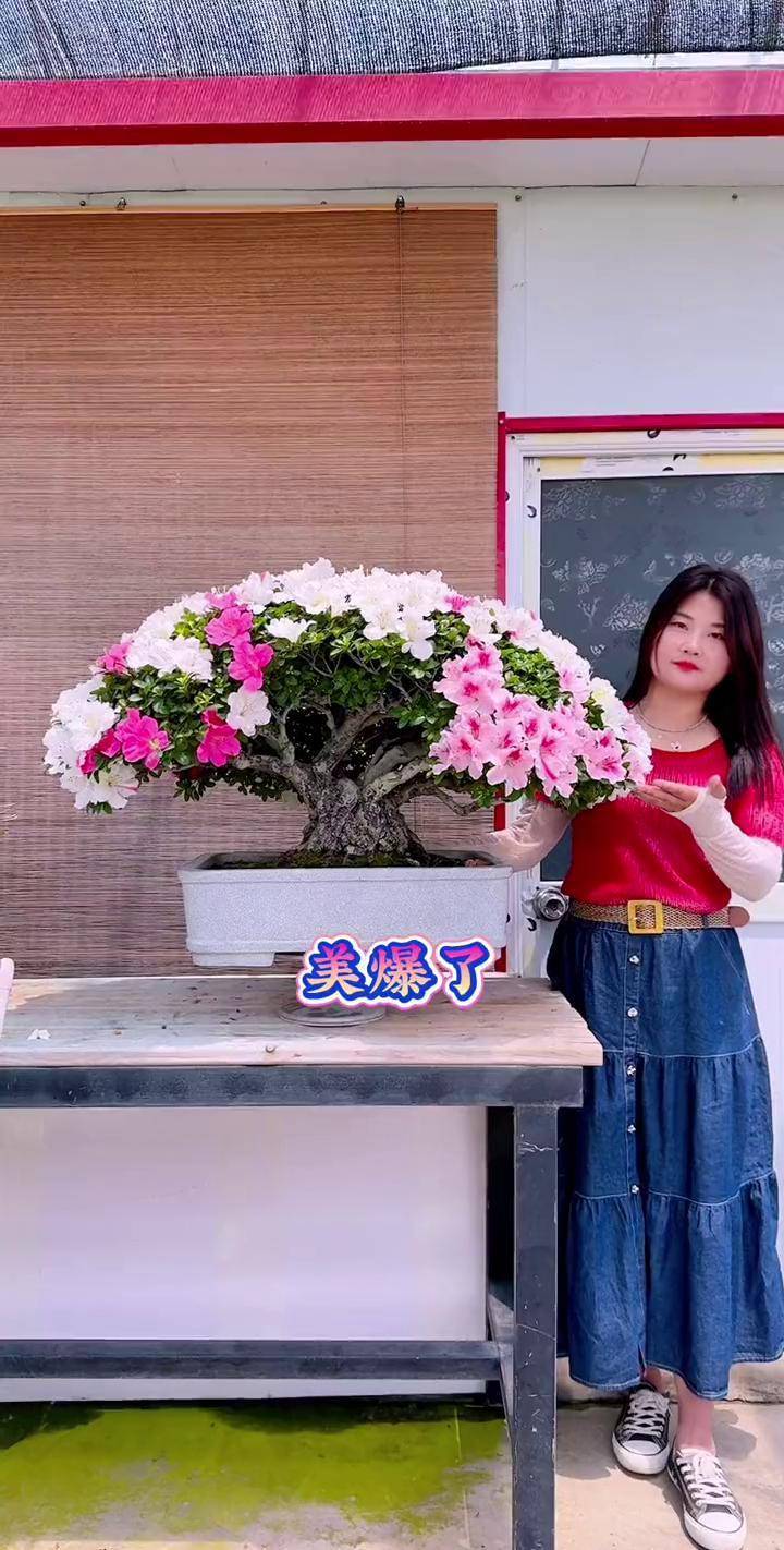 杜鹃盆景进口杜鹃 花卉盆景 矮霸杜鹃花 寿光杜鹃
