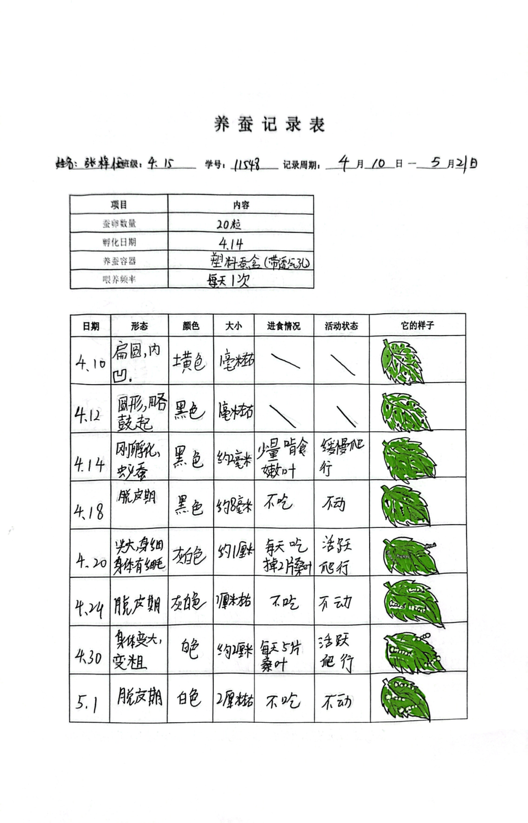 小报上,学生用精美的图画描绘了蚕的四个生长阶段,用生动的文字记录了
