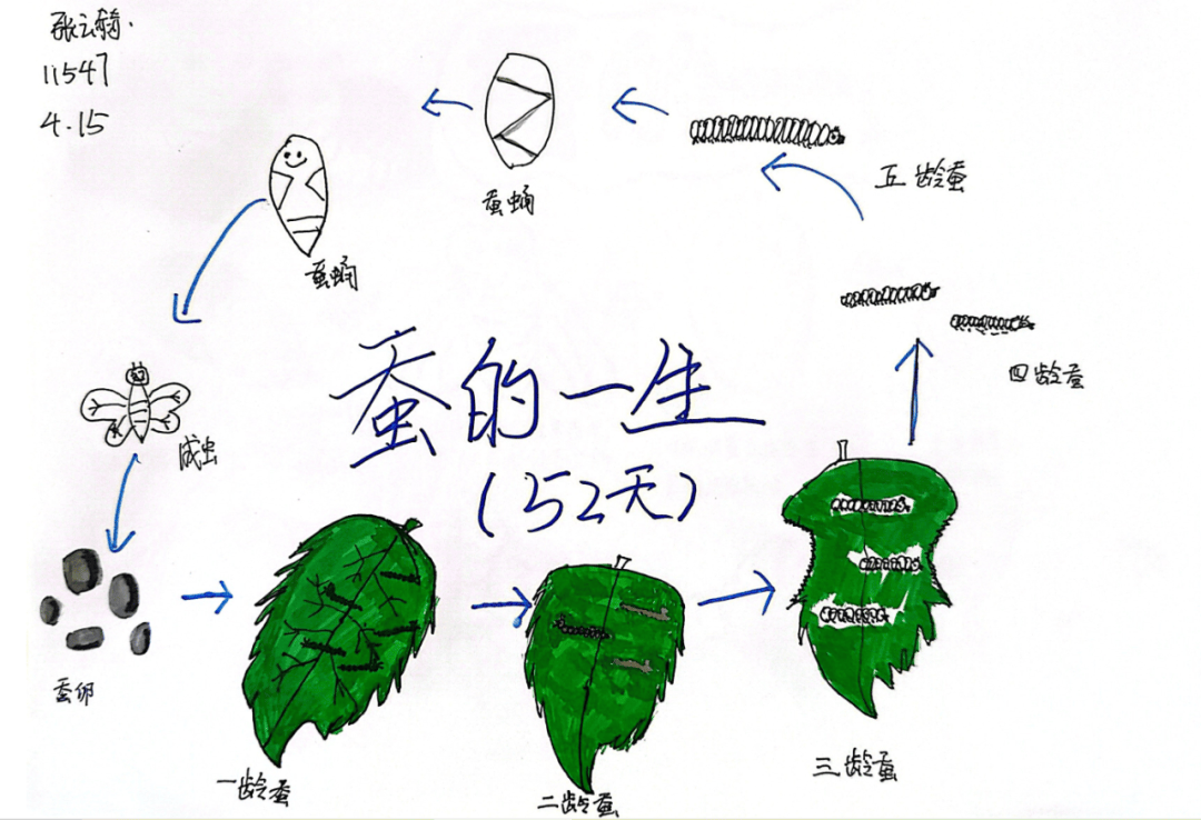 记——经开一校四年级"探索生命奥秘"科学学科活动