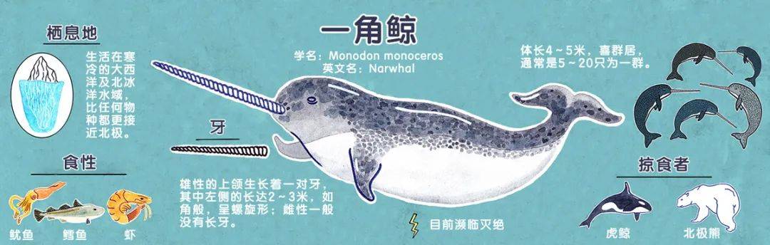 独角鲸的“角”，竟是一颗“牙”！_搜狐网