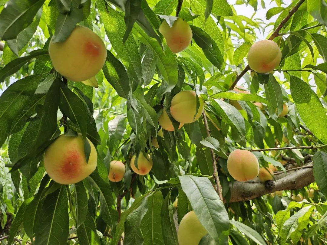 村党支部书记陈立强介绍,该村种植小白桃已有十五六